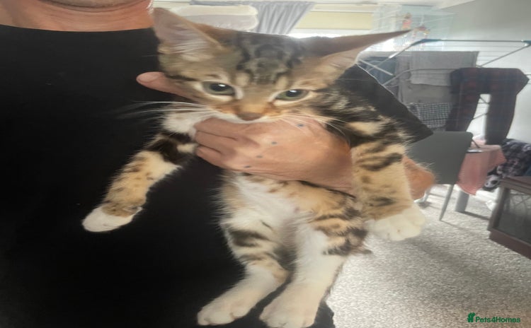 Bengal cats - Advert 6