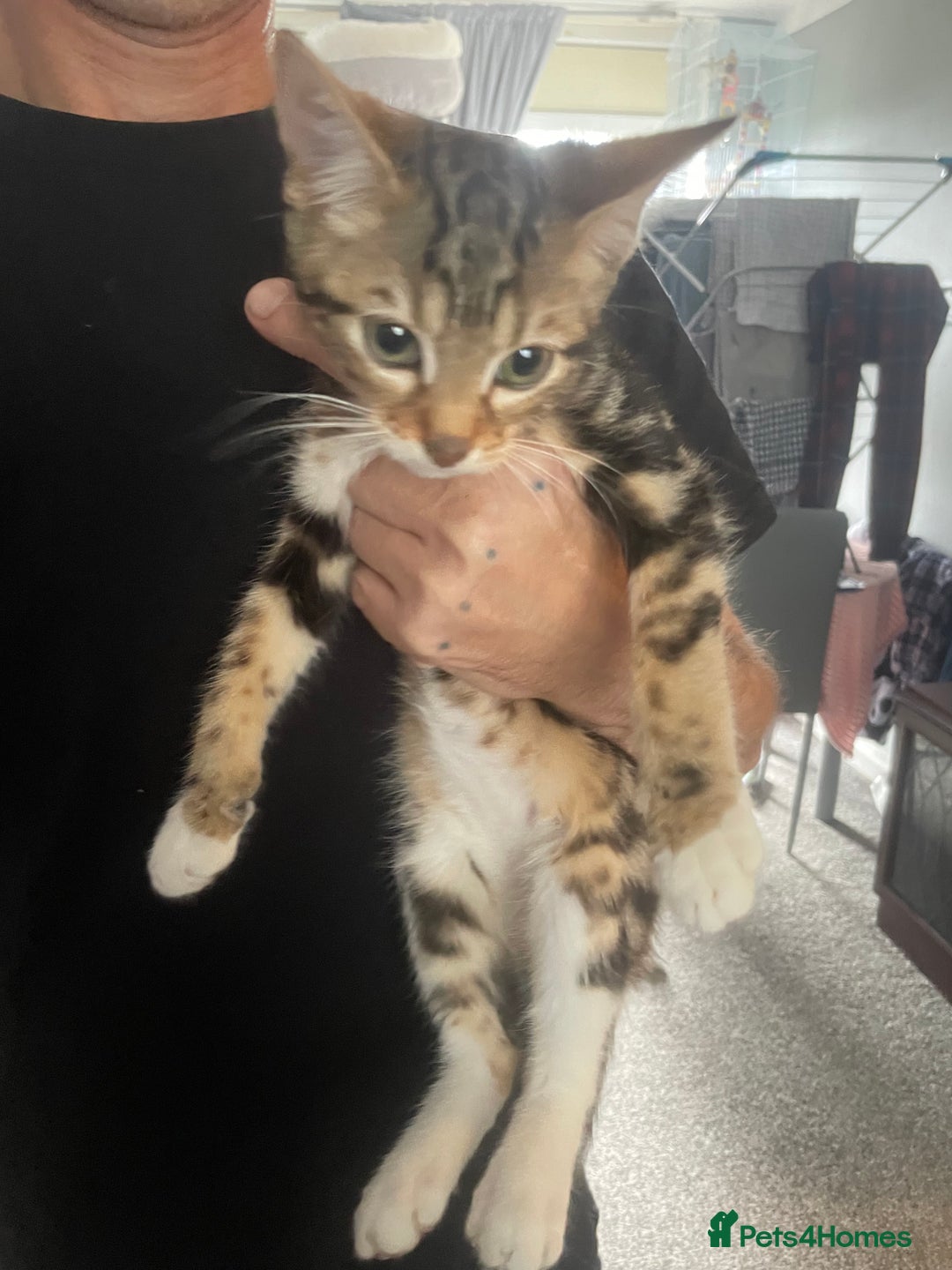 Bengal cats for sale: 🌟 Stunning Male Bengal Kittens – 3 Months Old 🌟 - Image 1