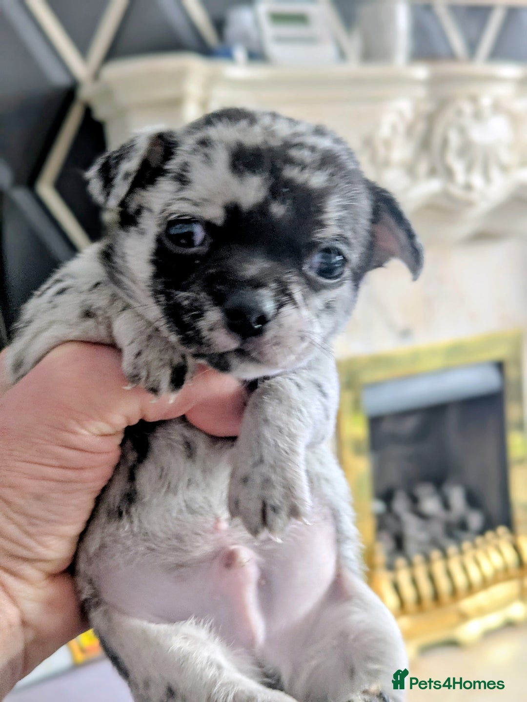 Chihuahua dogs for sale: Merle Chihuahua puppies  - Image 10