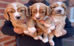 Cocker Spaniel dogs for sale: Health Tested Working Cocker Spaniels - Image 4