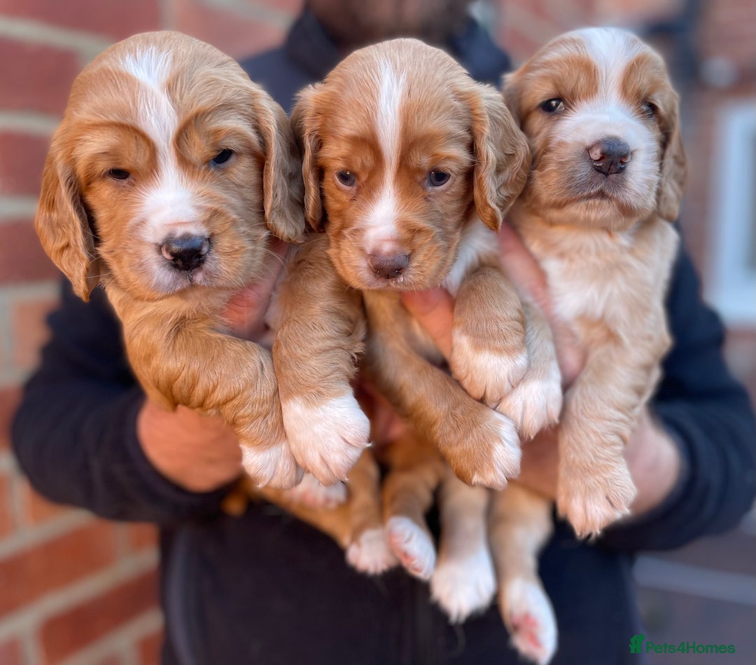 Cocker Spaniel dogs for sale: Health Tested Working Cocker Spaniels - Image 4