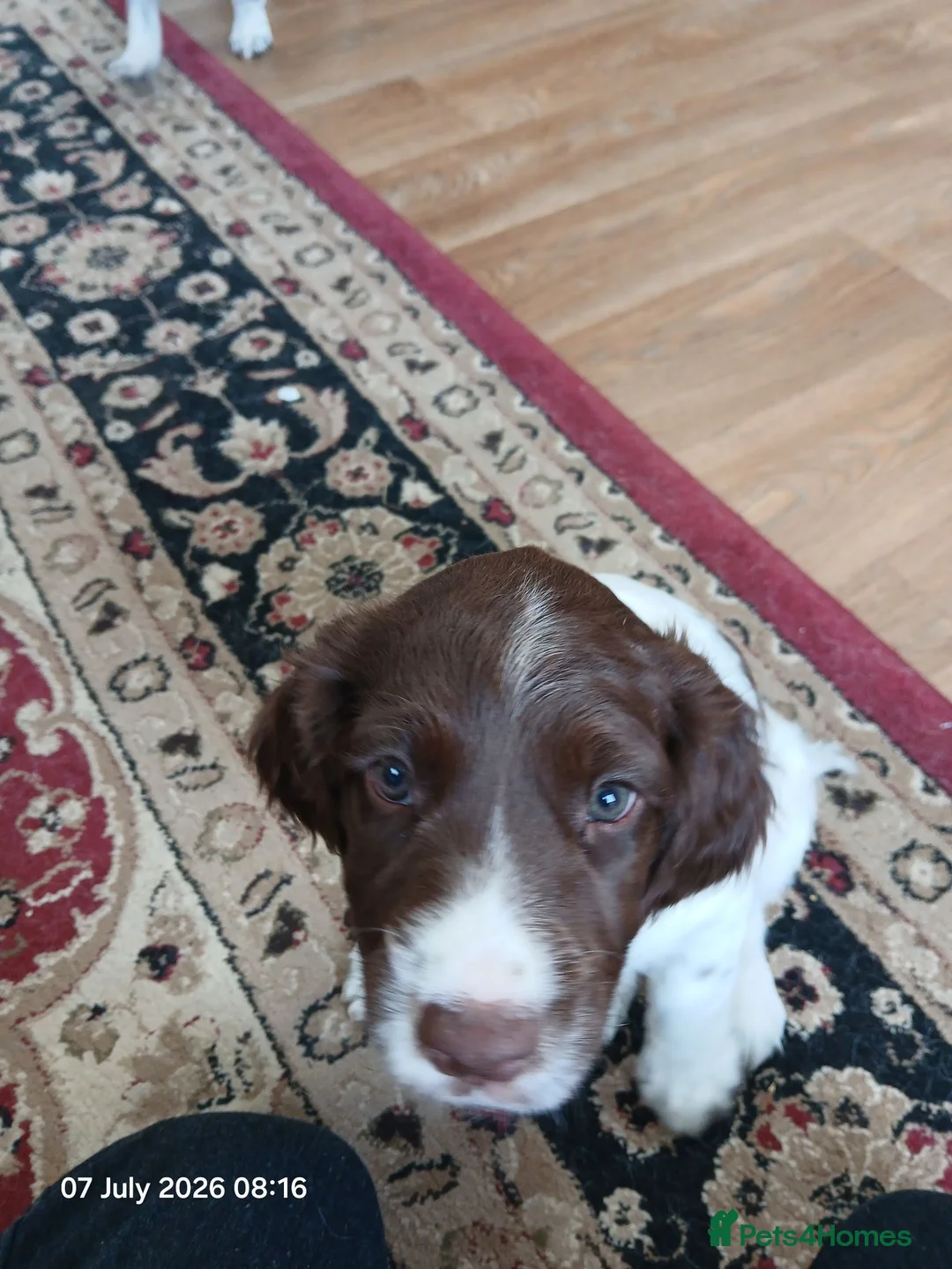 English Springer Spaniel dogs for sale: English Springer Spaniel Puppy in Eye - Advert 2