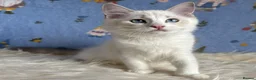 Ragdoll cats for sale: Beautiful Tica Registered Kittens Ragdoll - Advert 26