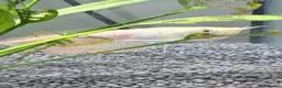 Other/Mixed Breed fish for sale: Silver arowana - Advert 2