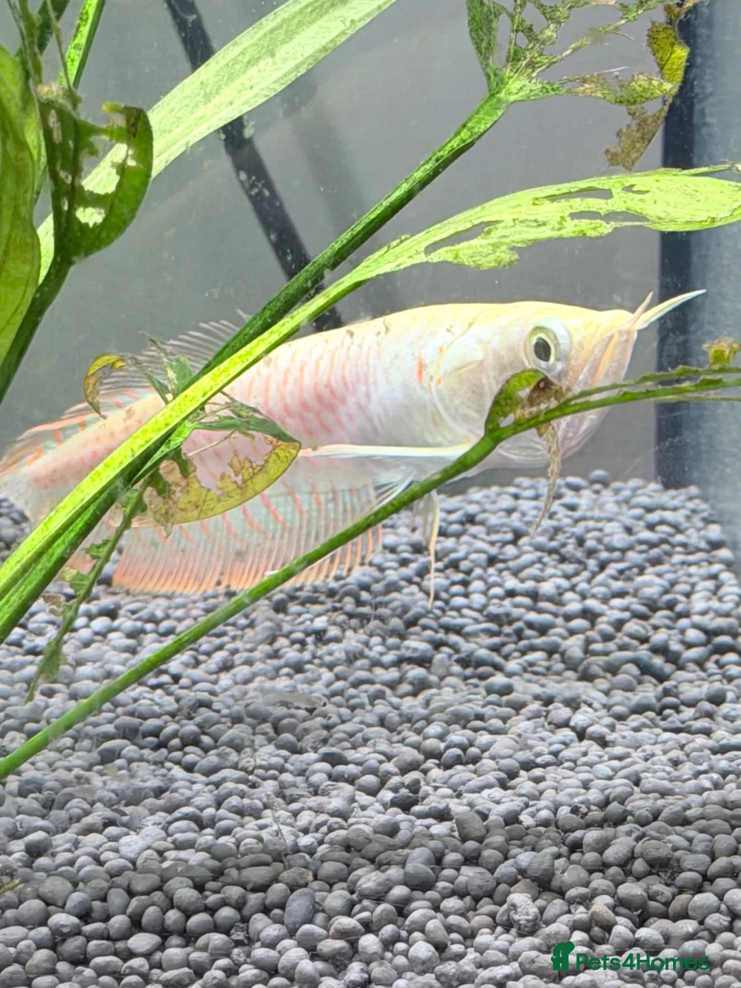 Other/Mixed Breed fish for sale: Silver arowana - Advert 2