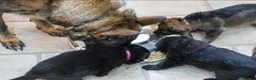 German Shepherd dogs for sale: ** Elite Working GSDs – KC Reg, Health Tested ** - Advert 17