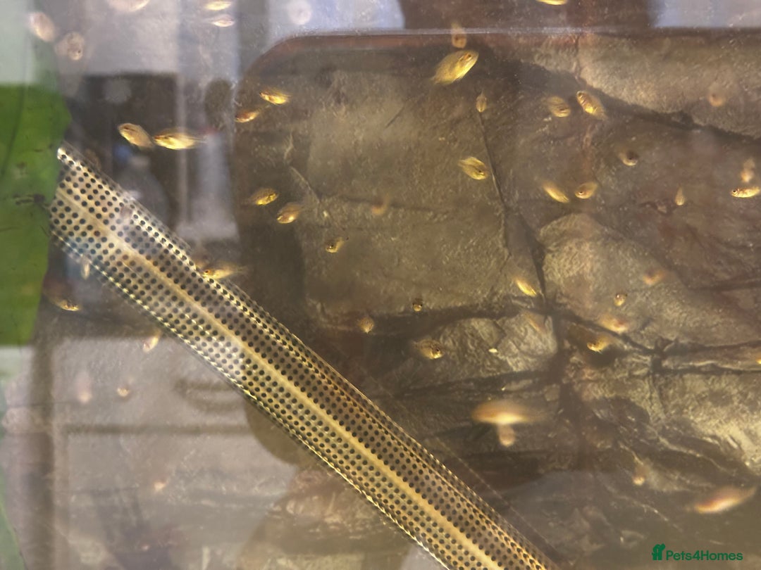 Cichlids fish for sale: Rainbow cichlids  - Image 2