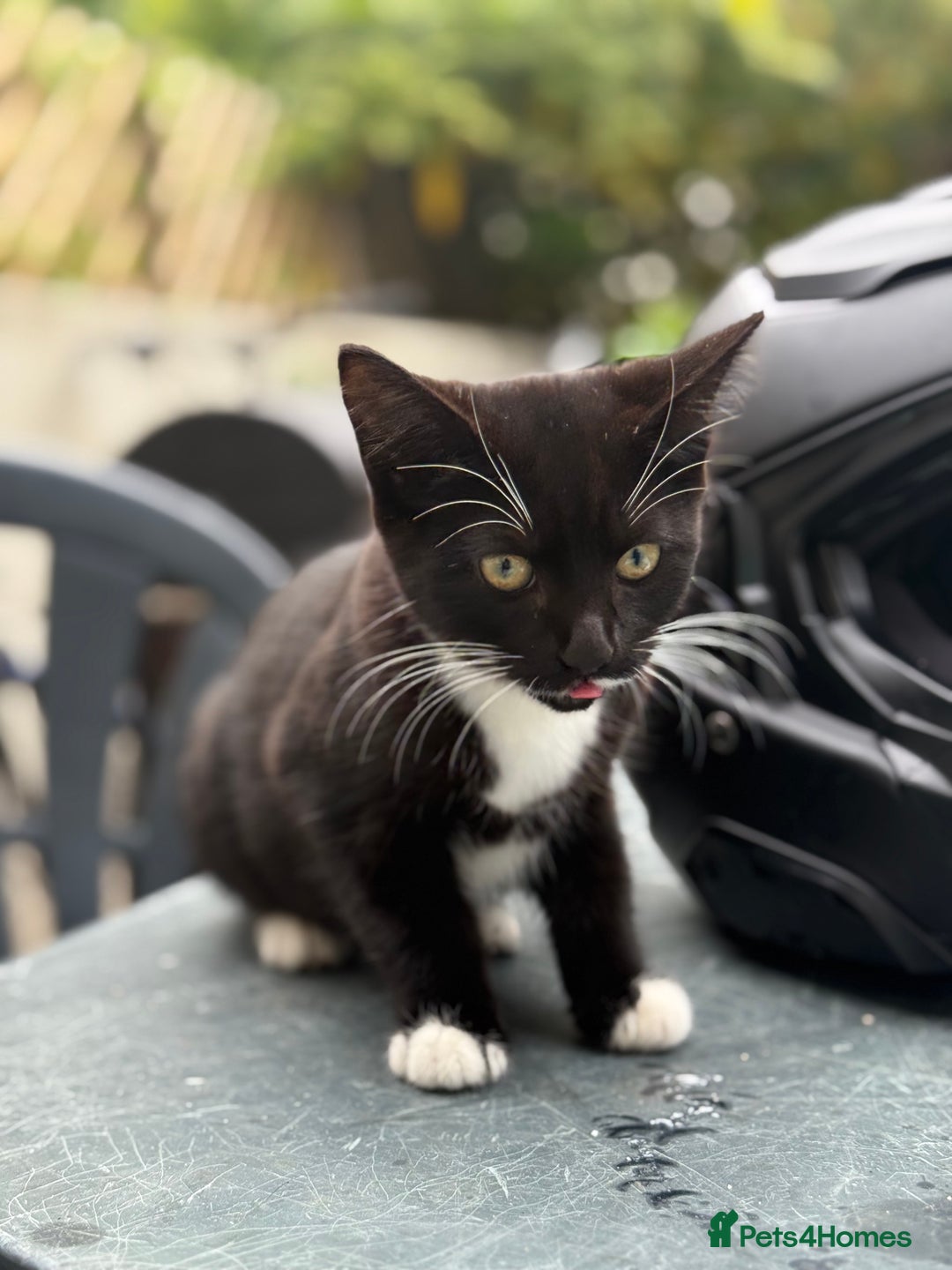 Mixed Breed cats for sale: black and white kittens - Image 8