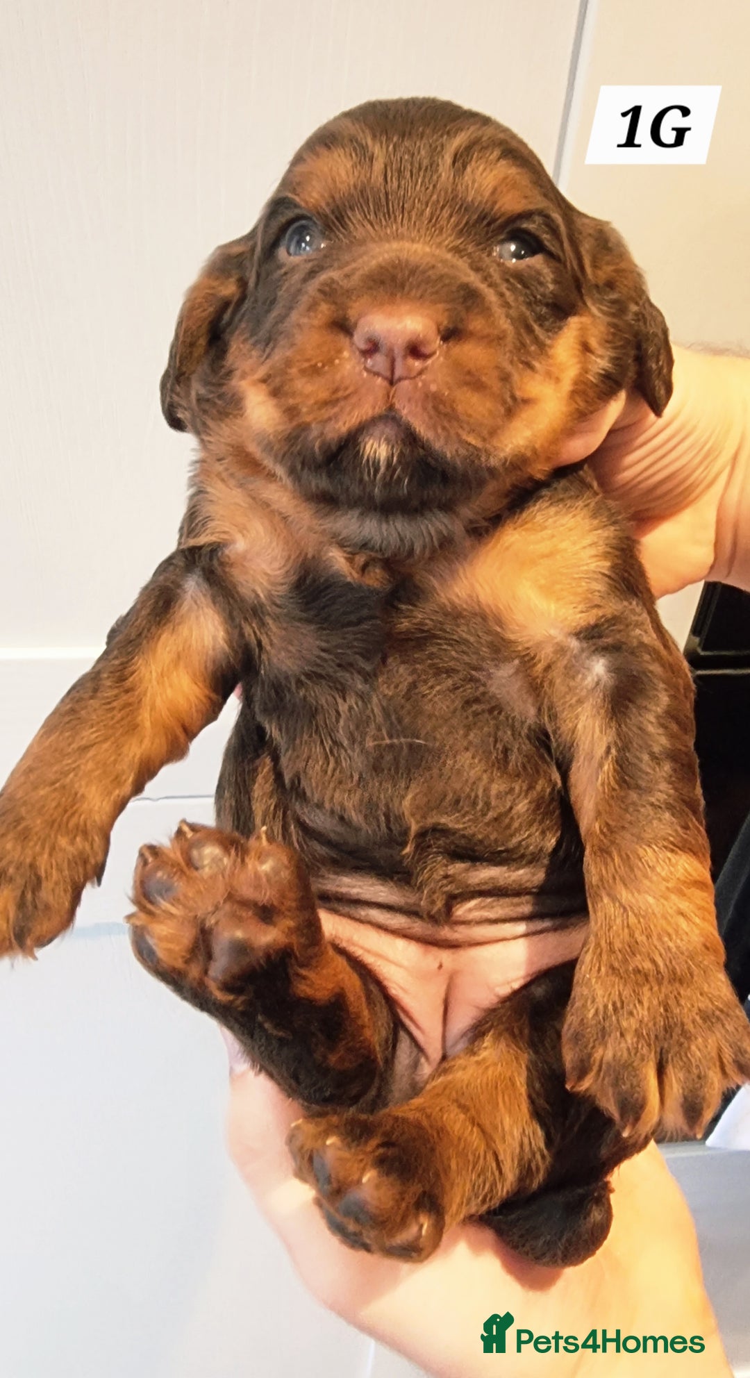 Cocker Spaniel dogs for sale: Working Cocker Spaniels (F1B) health checked. - Advert 3