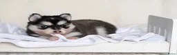 Pomsky dogs for sale: 5 girls and 3 boys are searching for 5 star homes - Advert 24