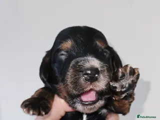 Cockapoo dogs Licensed breeder Show cockapoo litter! BOYS ONLY - Advert 18