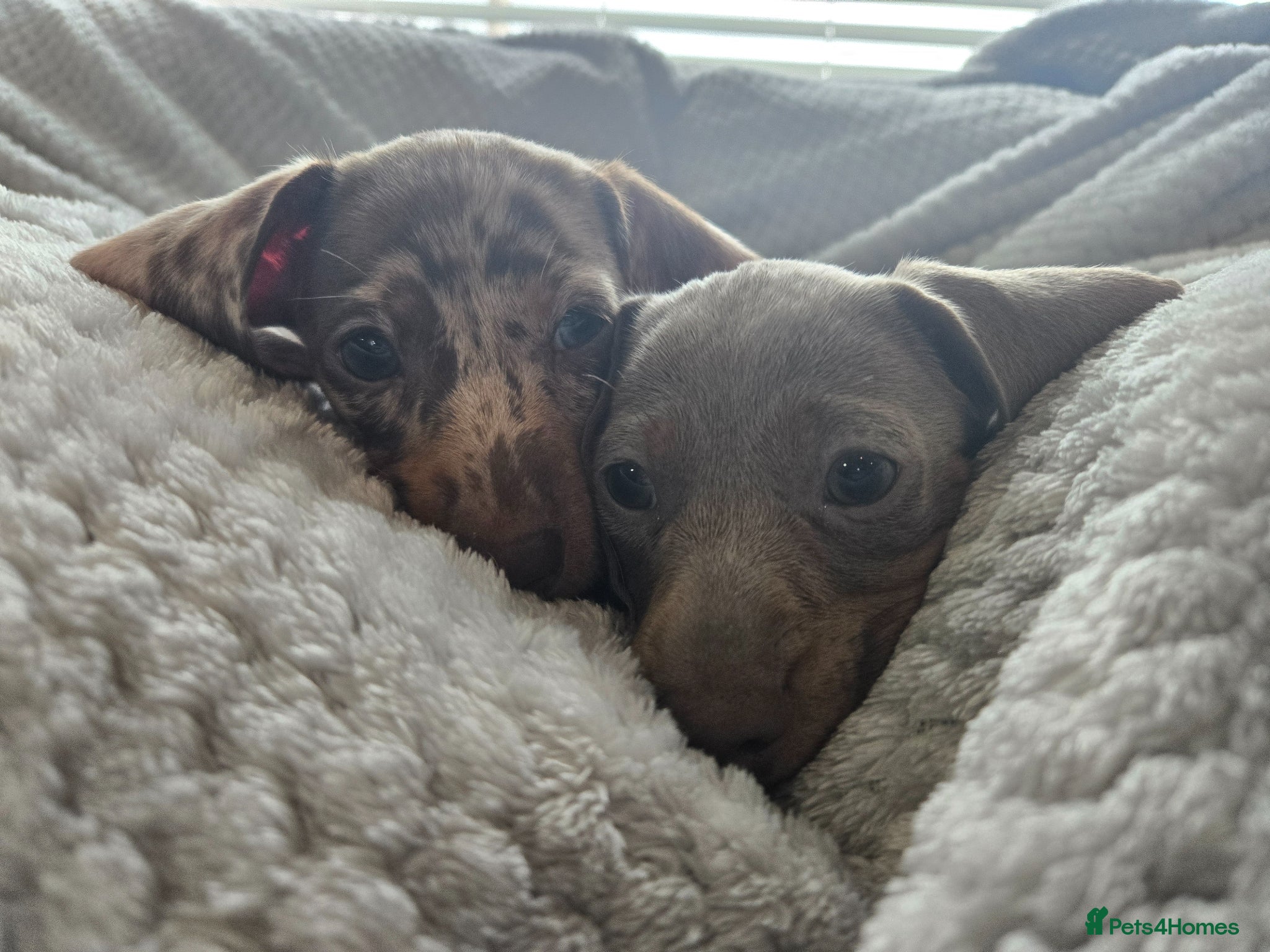 Miniature Dachshund dogs Only 2 left! Miniature Dachshund Puppies - Advert 11