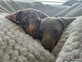 Miniature Dachshund dogs Only 2 left! Miniature Dachshund Puppies - Advert 11