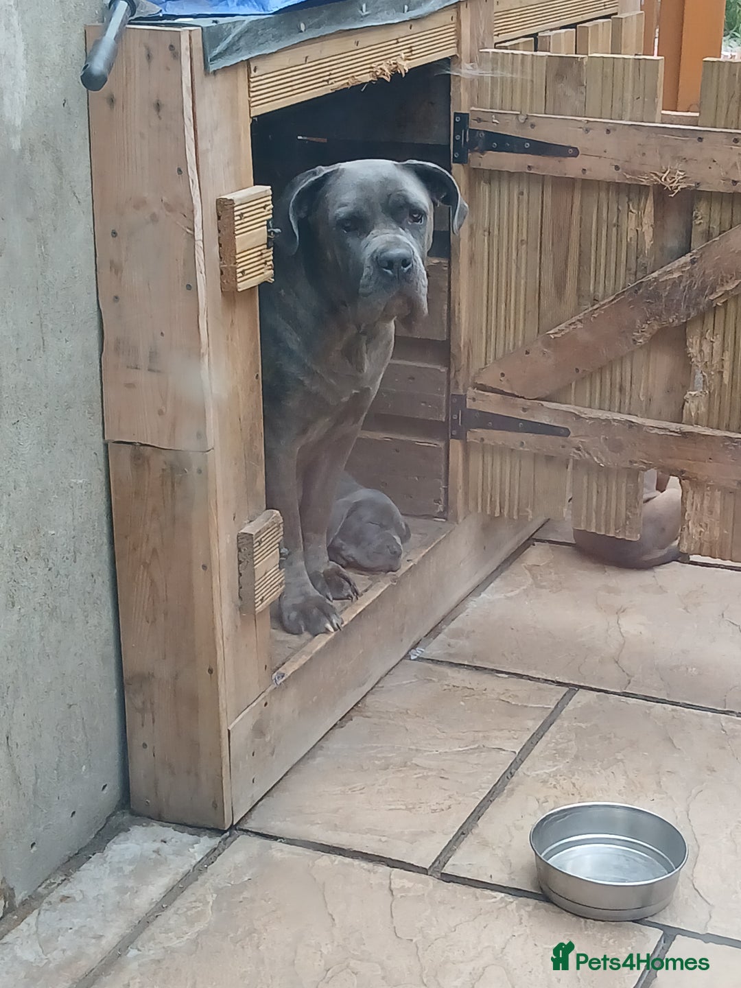 Cane Corso dogs for sale: 1 boy 2 girls remaining  - Image 19