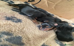 Yorkshire Terrier dogs for sale: 4 beautiful Yorkshire terrier pups  - Image 8