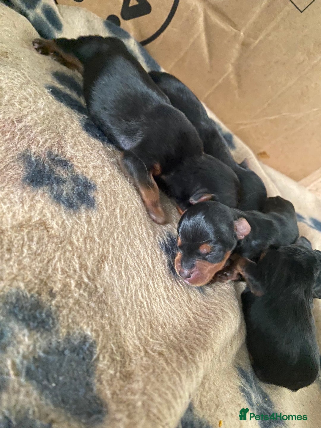 Yorkshire Terrier dogs for sale: 4 beautiful Yorkshire terrier pups  - Image 8