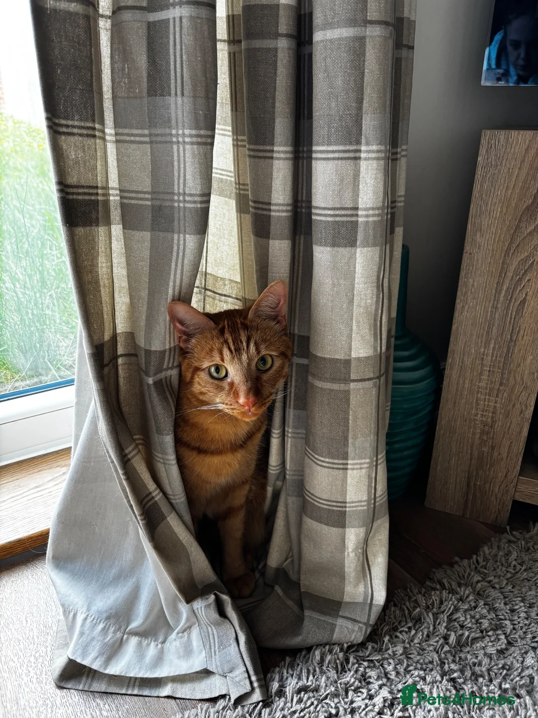 Domestic Shorthair cats for sale: 4 year old Male Cat in Bordon - Advert 2