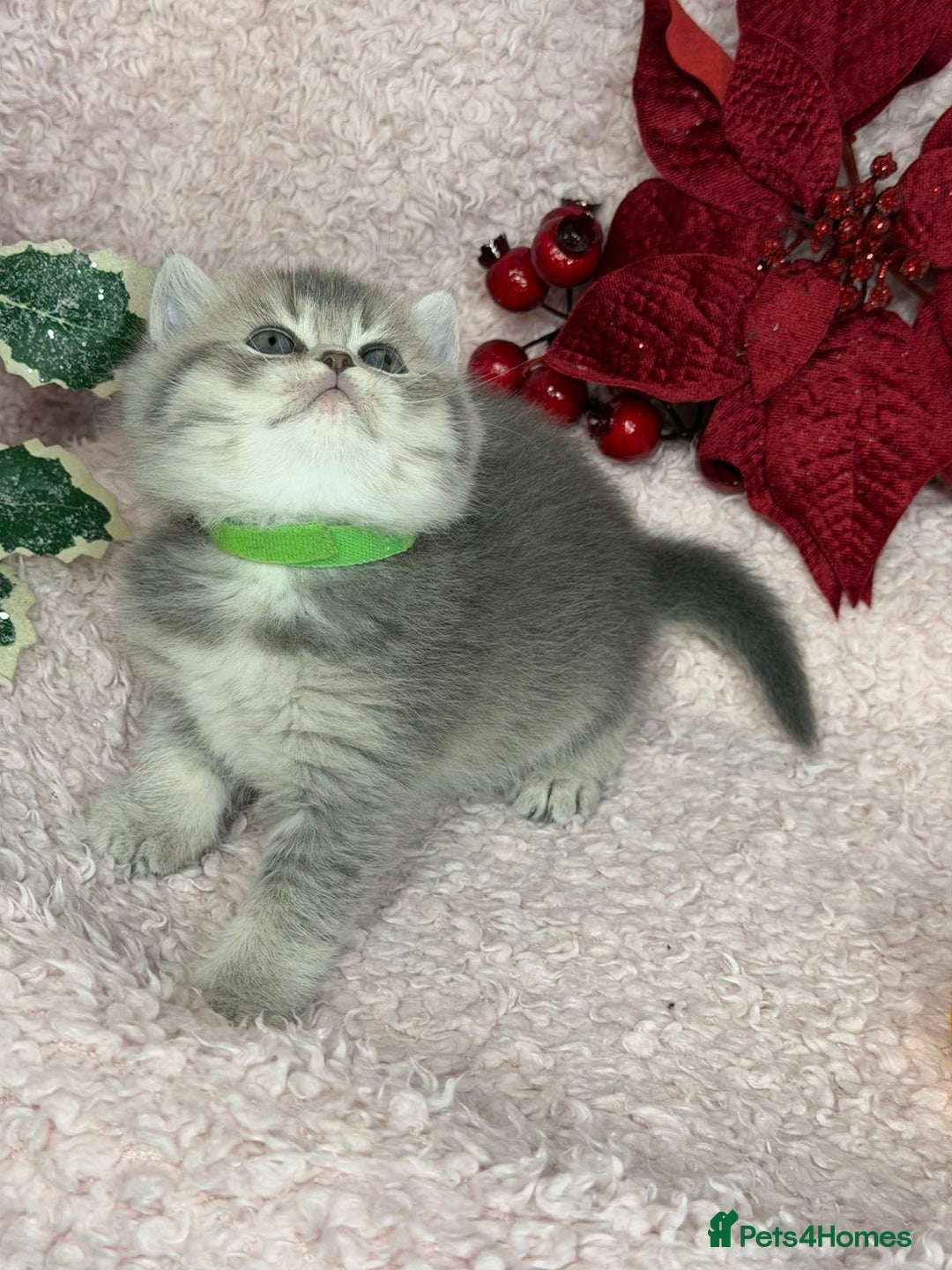 British Shorthair cats for sale: ⭐️Stunning BSH kittens GCCF registered ⭐️ - Advert 6