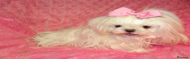 Maltese Girl
