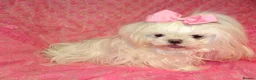 Maltese dogs for sale: Babydoll KC Registered Korean Maltese Adult Girl in Bishop Auckland - Advert 18