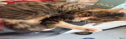 Mixed Breed cats for sale: 6 month old kitten in Portsmouth - Advert 1