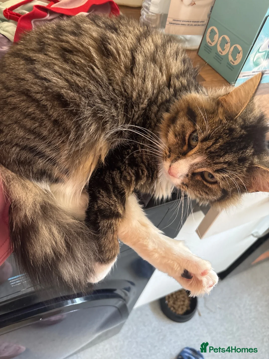 Mixed Breed cats for sale: 6 month old kitten in Portsmouth - Advert 1