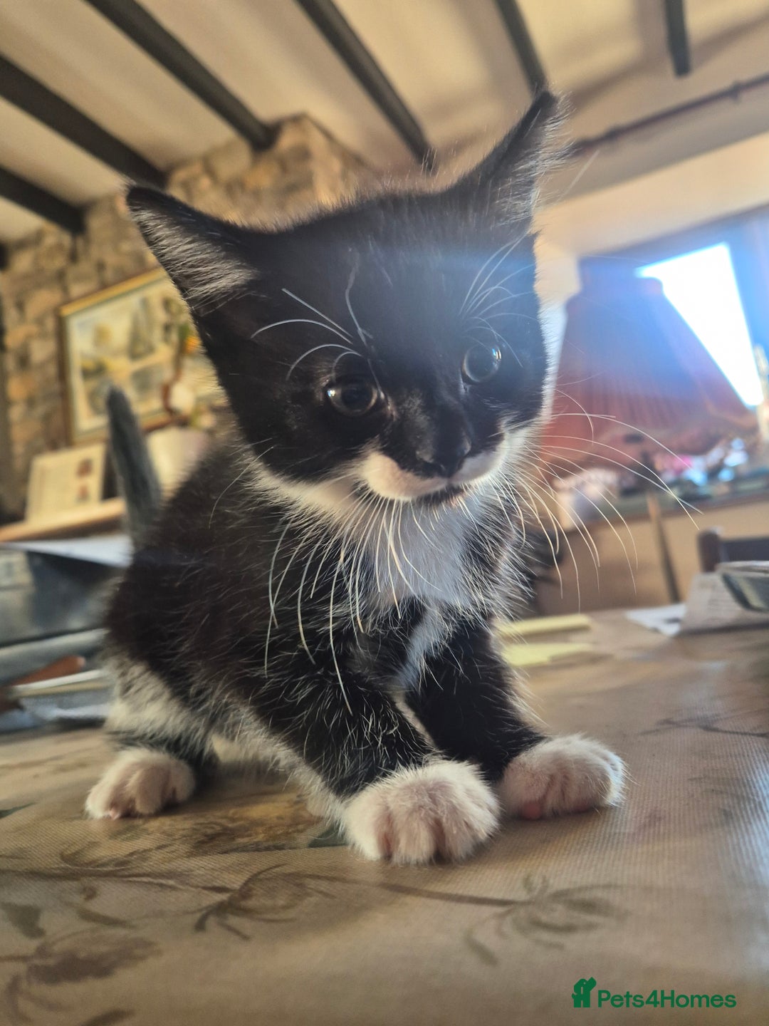 Mixed Breed cats for sale: Friendly playful kittens for sale.  - Image 5