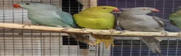 Parrots birds for sale: AMAZON/PARROTS/PARAKEETS!  - Advert 15