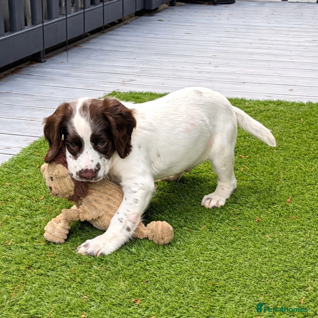 English Springer Spaniel dogs Cheeky Springer Spaniel Pups  - Advert 2
