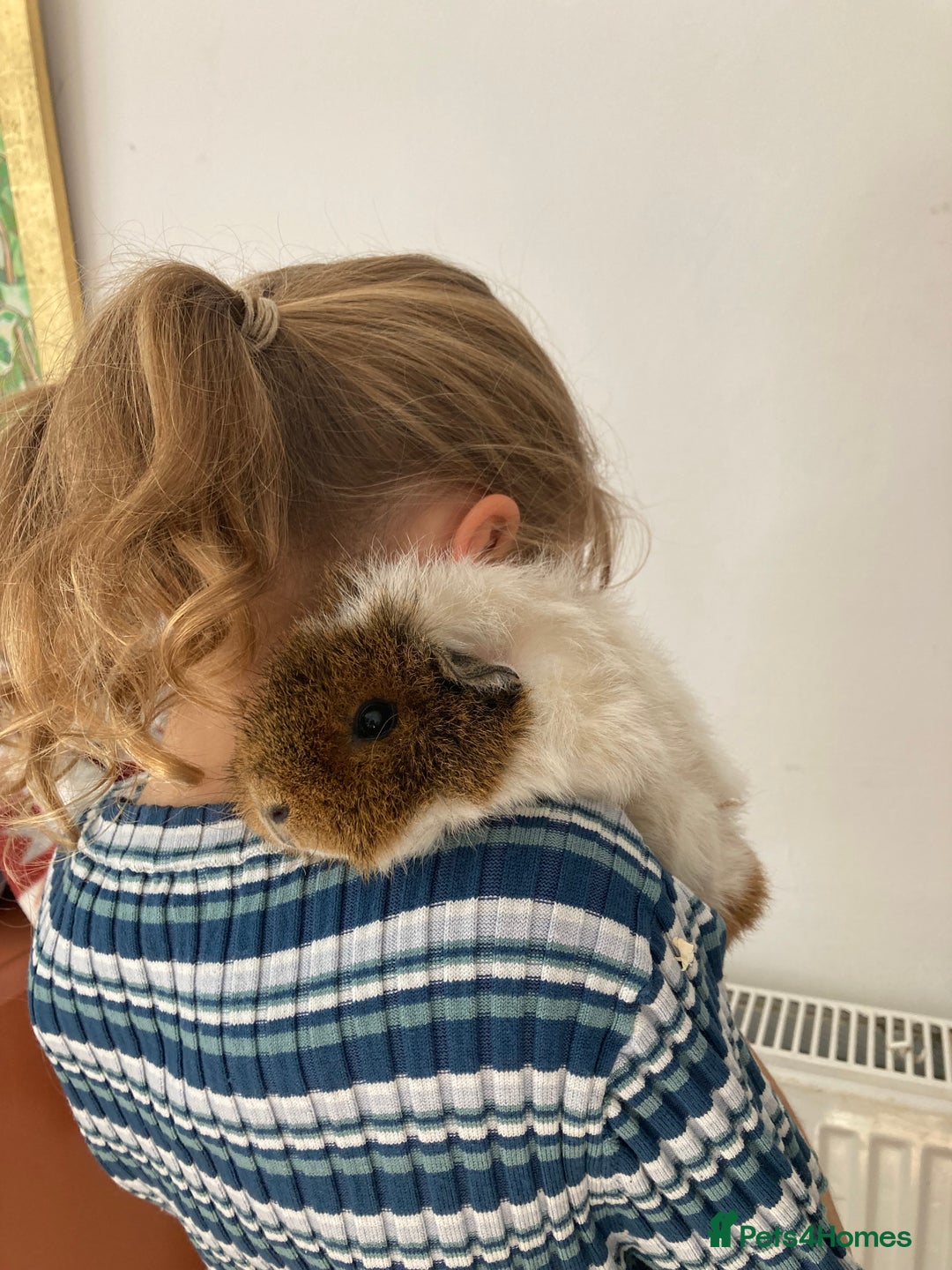 Guinea Pig rodents for sale: Brigjton 2 beautiful bonded female Teddy & agouti - Advert 7