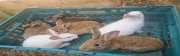 Mixed Breed rabbits for sale: Well-handled mixed bunnies  - Advert 5