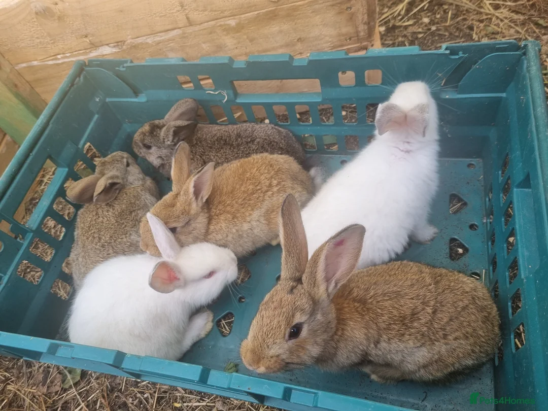 Mixed Breed rabbits for sale: Well-handled mixed bunnies  - Advert 5