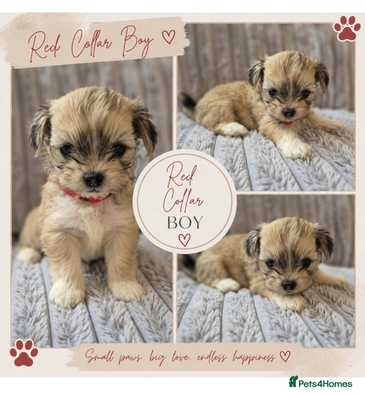 Lhasa Apso dogs KC REG LHASA APSO PUPS  - Advert 8