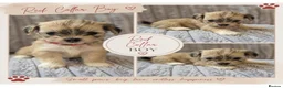 Lhasa Apso dogs for sale: KC REG LHASA APSO PUPS  - Advert 1