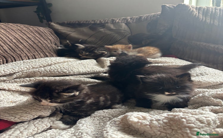 Mixed Breed cats - Advert 14