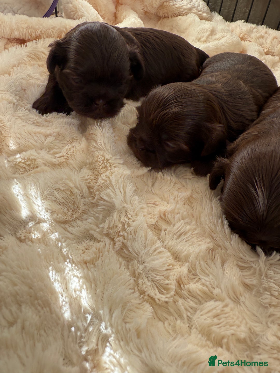 Shih Tzu dogs for sale: Imperial Shihtzu  - Advert 4