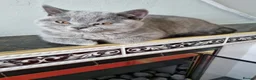 British Shorthair cats for sale: Amazing blue British Shorthair boy.  - Advert 4