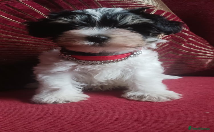Miniature Schnauzer dogs - Advert 3
