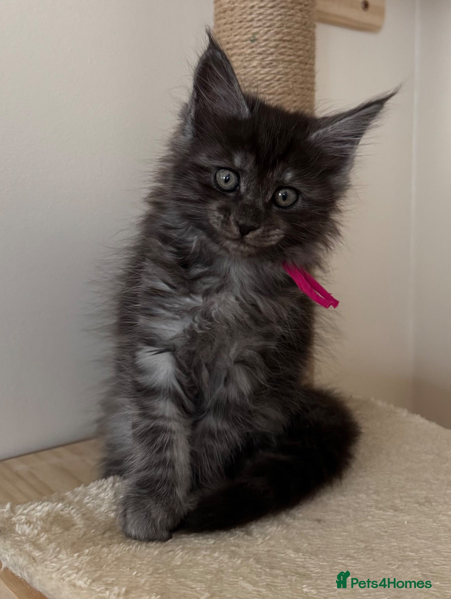 Maine Coon cats Beautiful Maine Coon Kittens  - Advert 1