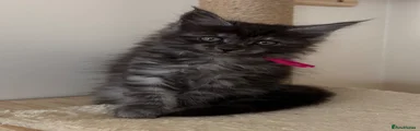 Maine Coon 4