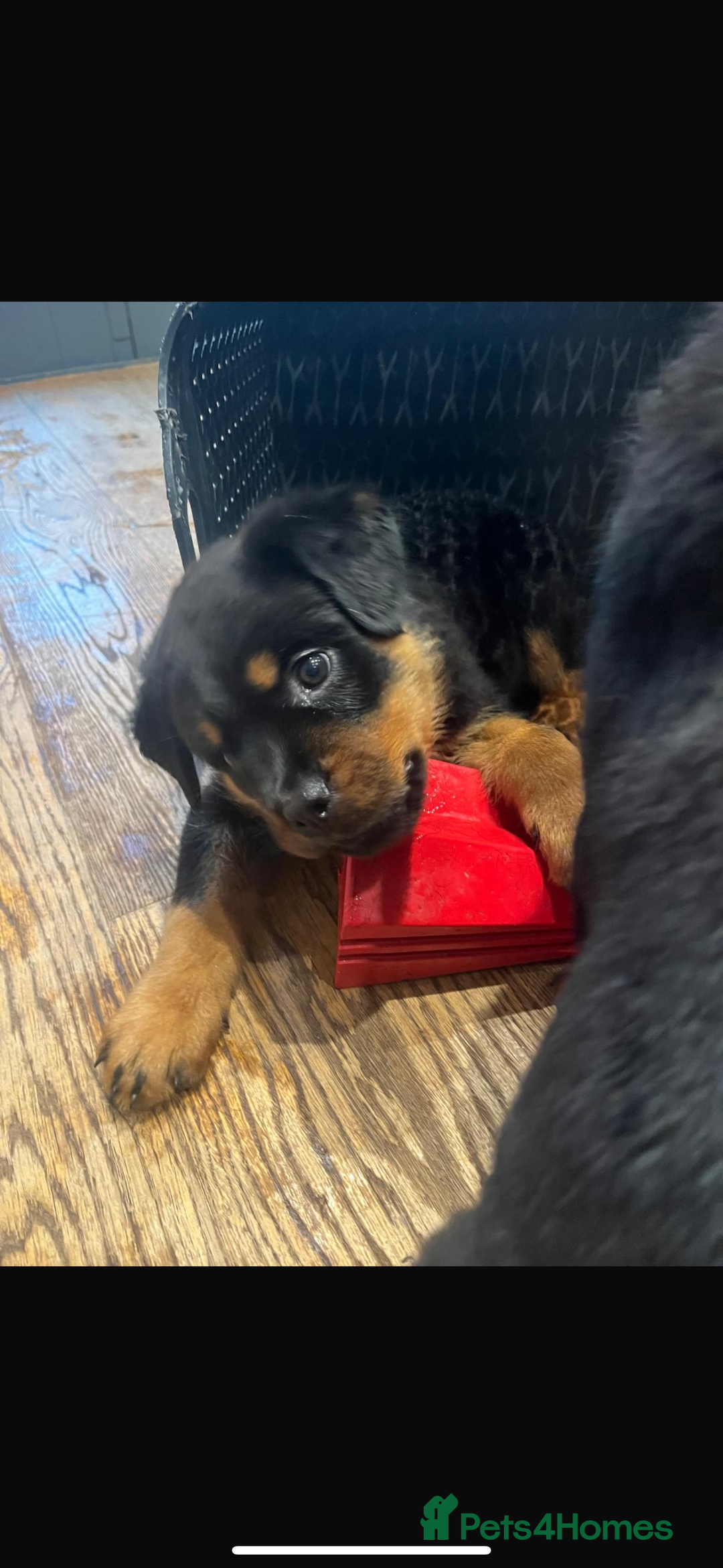 Rottweiler dogs for sale: Rottweiler chunky Puppies *READY TO LEAVE* - Image 22
