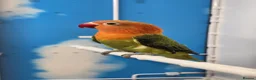 Lovebirds birds for sale: All Female Lovebird Age 4 to 6 Months - Advert 5