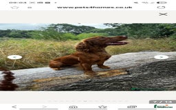 Cocker Spaniel dogs for sale: Working Cocker Spaniel Pups parents DNA tested - Image 17