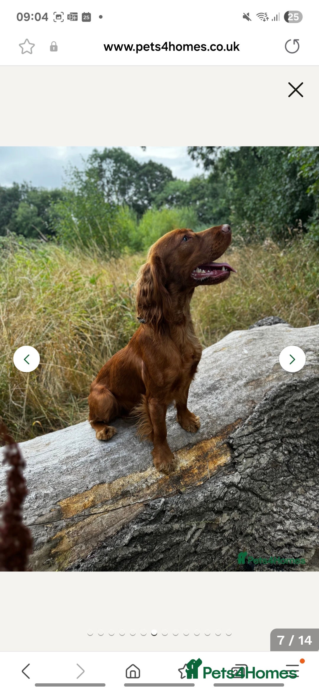 Cocker Spaniel dogs for sale: Working Cocker Spaniel Pups parents DNA tested - Image 17
