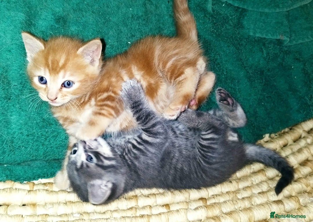 Mixed Breed cats for sale: Amazing, very beautiful kittens 3 boys, 1 girl - Advert 20