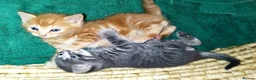 Mixed Breed cats for sale: Amazing, very beautiful kittens 3 boys, 1 girl - Advert 24