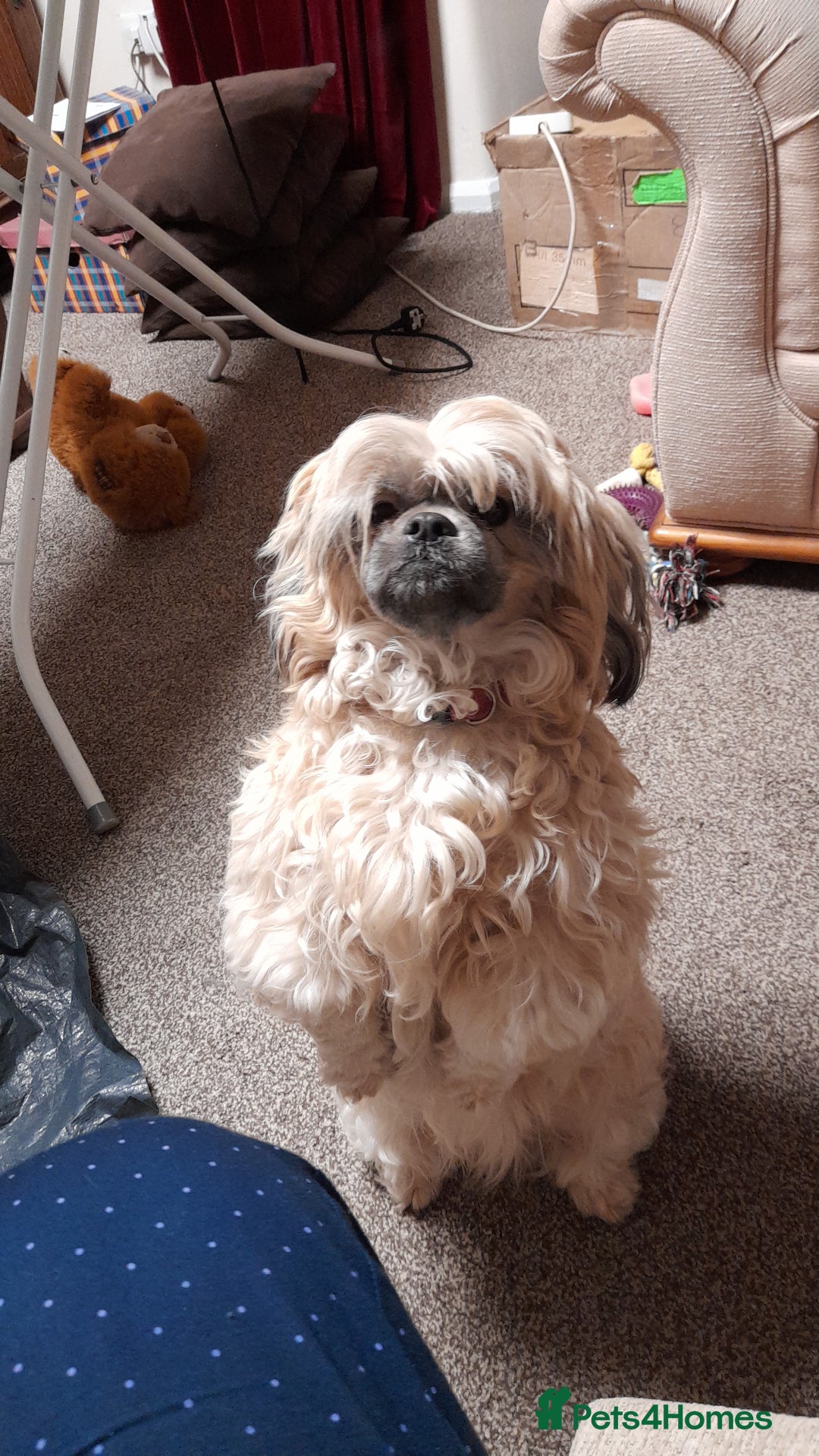 Shih Tzu dogs for sale: SHIH TZU litter. Ready 15/01/2026 - Advert 2