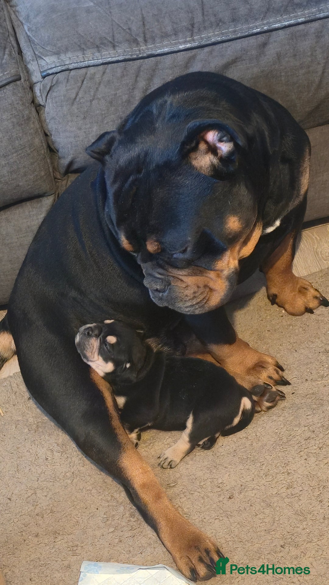 Mixed Breed dogs for sale: New england bulldogs  - Advert 17