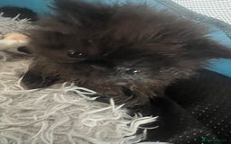 Persian cats for sale: Gorgeous Black Persian Kittens – GCCF Registered  - Image 12