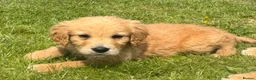 Mini Goldendoodle dogs for sale:   Like owning a miniature fluffy Golden Retriever - Advert 26